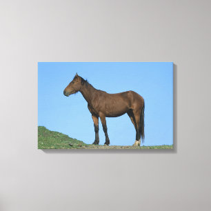 Wild Mustang Horse Canvas Print