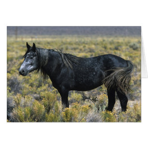 Wild Mustang Horse in the Desert