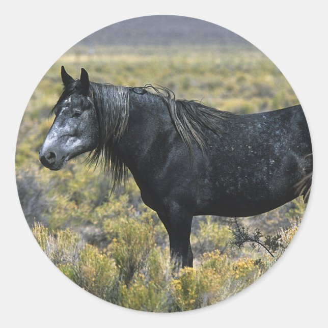 Wild Mustang Horse in the Desert Classic Round Sticker (Front)