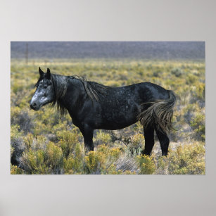 Wild Mustang Horse in the Desert Poster