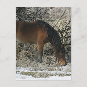 Wild Mustang Horse in the Snow 1 Postcard
