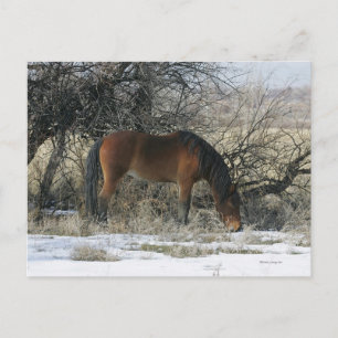 Wild Mustang Horse in the Snow 1 Postcard