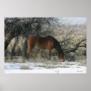 Wild Mustang Horse in the Snow 1 Poster