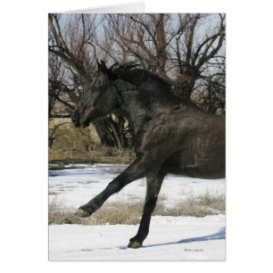 Wild Mustang Horse in the Snow 2