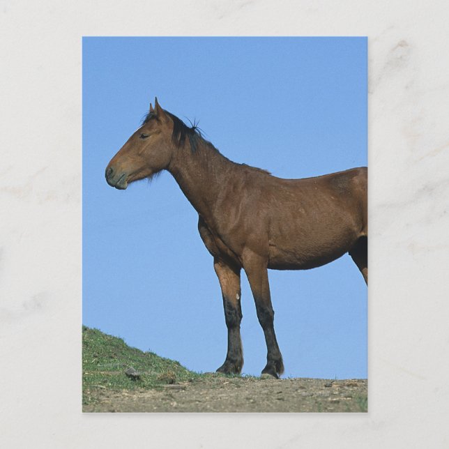 Wild Mustang Horse Postcard (Front)