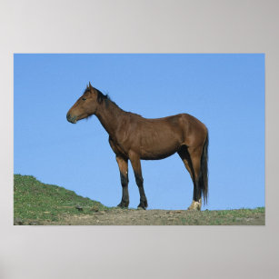 Wild Mustang Horse Poster
