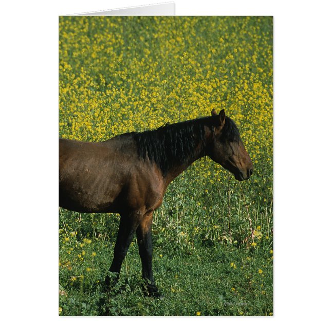 Wild Mustang Horse Standing in Flowers (Front)