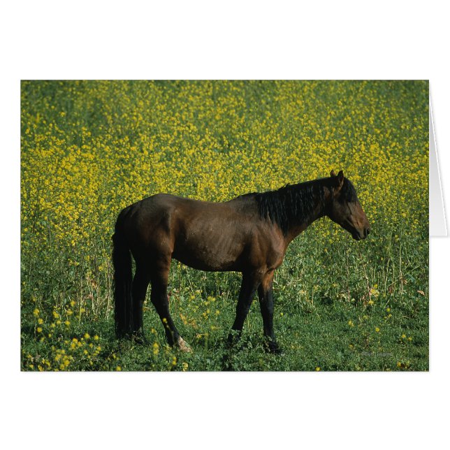 Wild Mustang Horse Standing in Flowers (Front Horizontal)