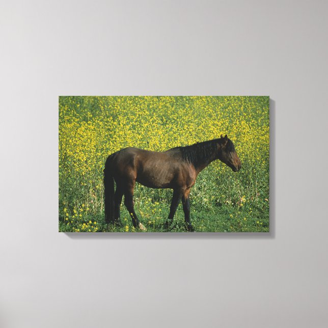 Wild Mustang Horse Standing in Flowers Canvas Print (Front)