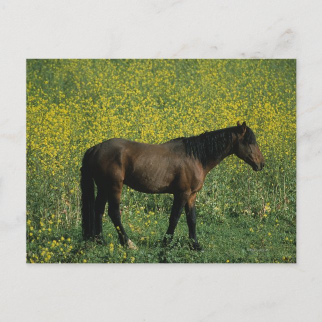 Wild Mustang Horse Standing in Flowers Postcard (Front)