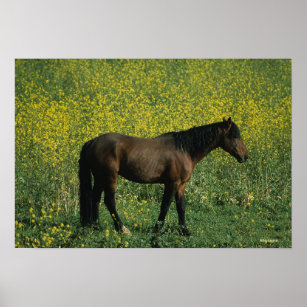 Wild Mustang Horse Standing in Flowers Poster