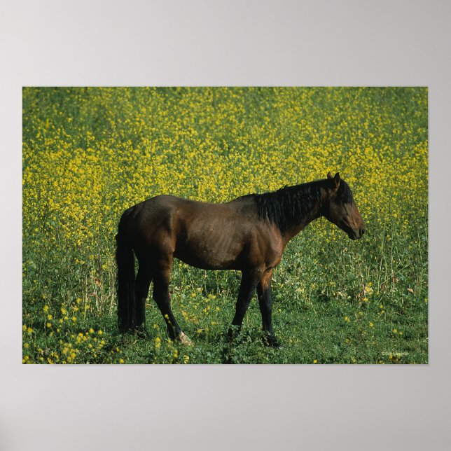 Wild Mustang Horse Standing in Flowers Poster (Front)