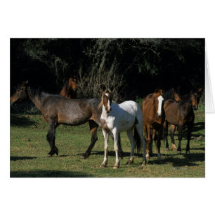 Wild Mustang Horses 1