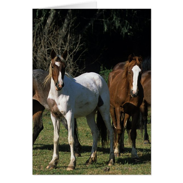 Wild Mustang Horses 1 (Front)