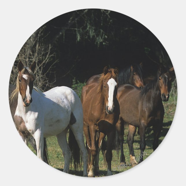 Wild Mustang Horses 1 Classic Round Sticker (Front)