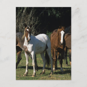 Wild Mustang Horses 1 Postcard