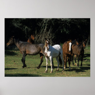 Wild Mustang Horses 1 Poster