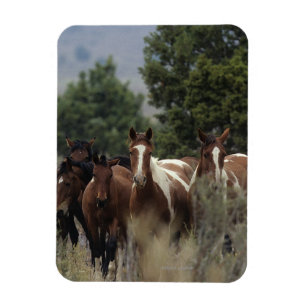 Wild Mustang Horses 2 Magnet
