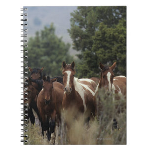 Wild Mustang Horses 2 Notebook