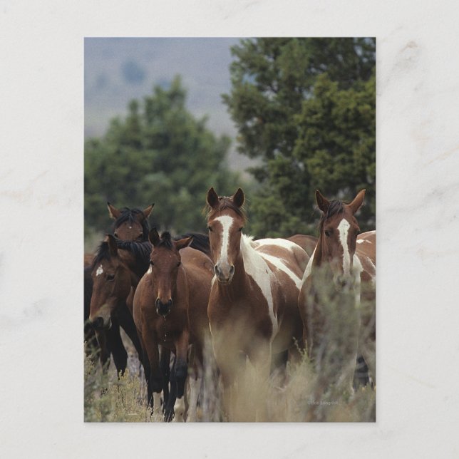 Wild Mustang Horses 2 Postcard (Front)