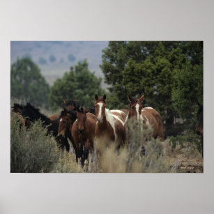 Wild Mustang Horses 2 Poster