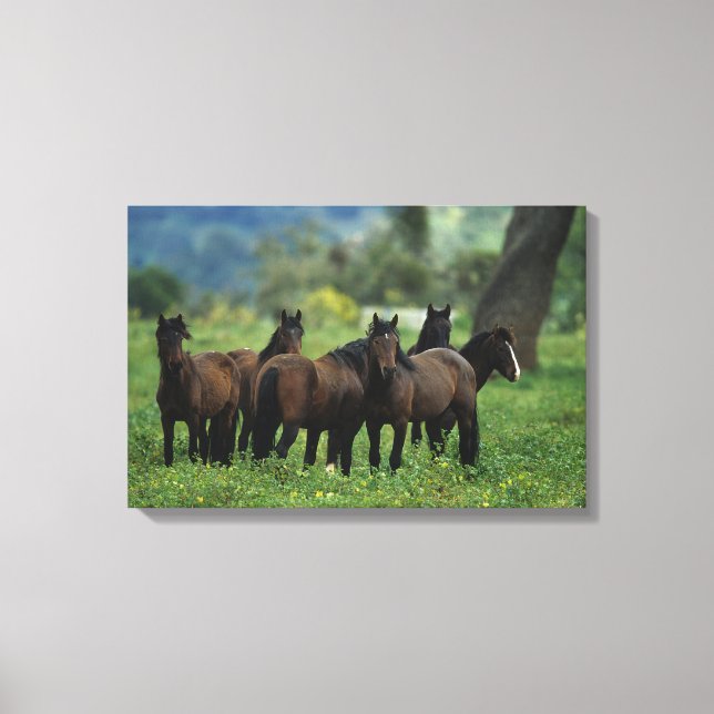 Wild Mustang Horses 3 Canvas Print (Front)