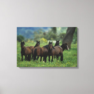 Wild Mustang Horses 3 Canvas Print