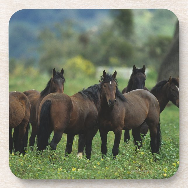 Wild Mustang Horses 3 Coaster (Front)