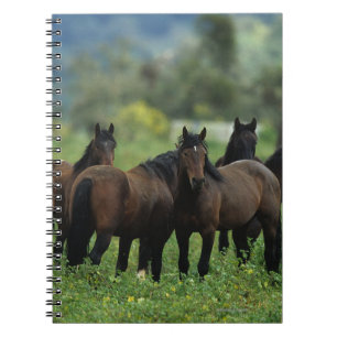 Wild Mustang Horses 3 Notebook