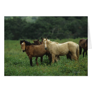 Wild Mustang Horses 4