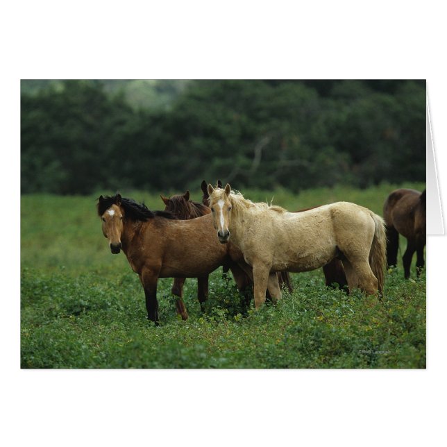 Wild Mustang Horses 4 (Front Horizontal)