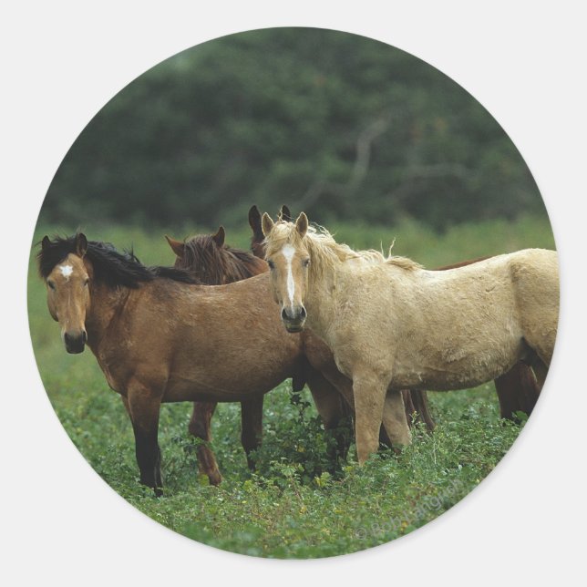 Wild Mustang Horses 4 Classic Round Sticker (Front)