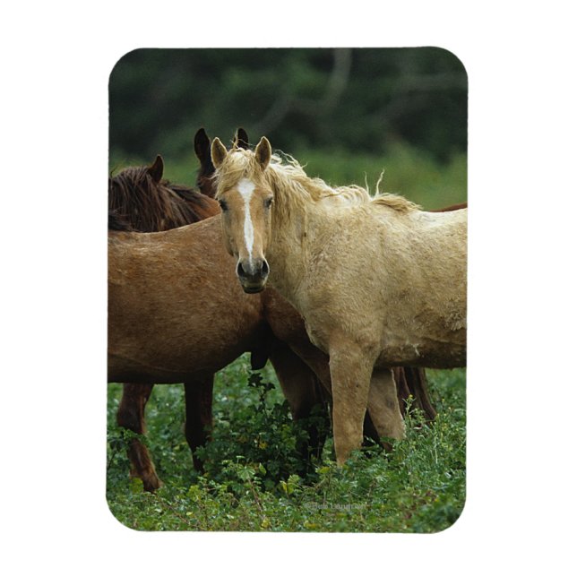Wild Mustang Horses 4 Magnet (Vertical)