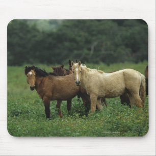 Wild Mustang Horses 4 Mouse Pad