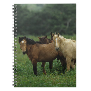 Wild Mustang Horses 4 Notebook
