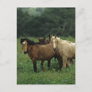 Wild Mustang Horses 4 Postcard