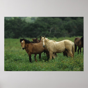 Wild Mustang Horses 4 Poster