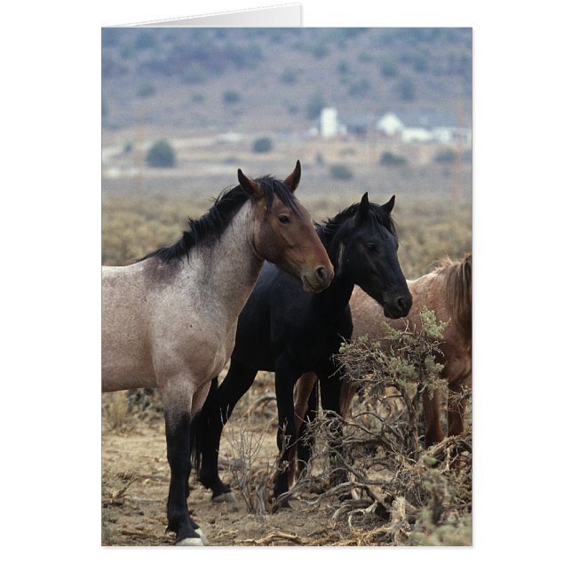 Wild Mustang Horses 5 (Front)