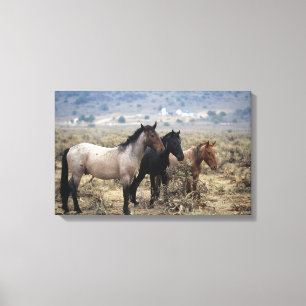 Wild Mustang Horses 5 Canvas Print