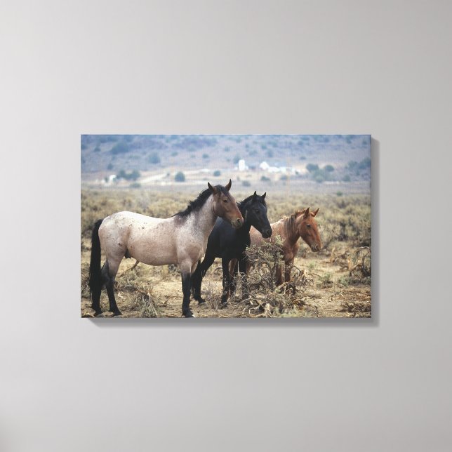 Wild Mustang Horses 5 Canvas Print (Front)