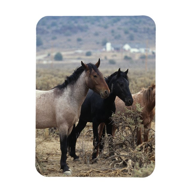 Wild Mustang Horses 5 Magnet (Vertical)