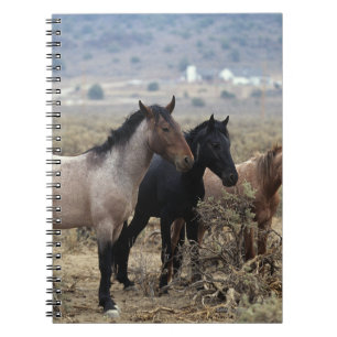 Wild Mustang Horses 5 Notebook