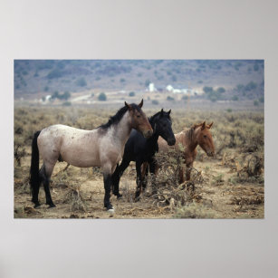 Wild Mustang Horses 5 Poster