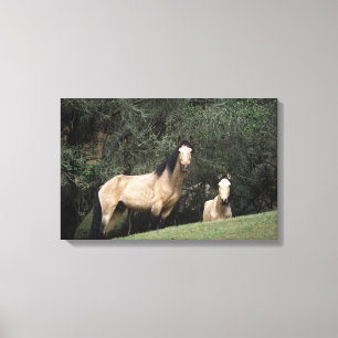 Wild Mustang Horses 6 Canvas Print