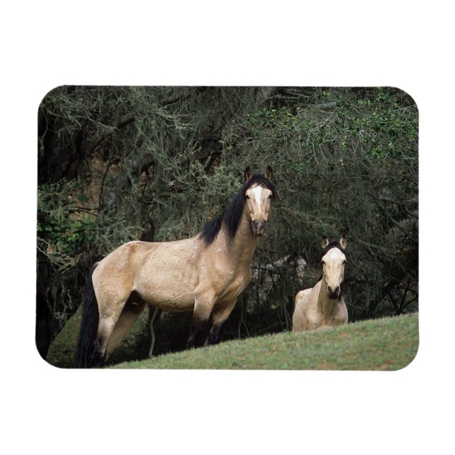 Wild Mustang Horses 6 Magnet (Horizontal)