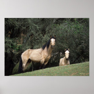 Wild Mustang Horses 6 Poster
