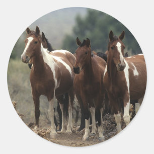 Wild Mustang Horses 7 Classic Round Sticker