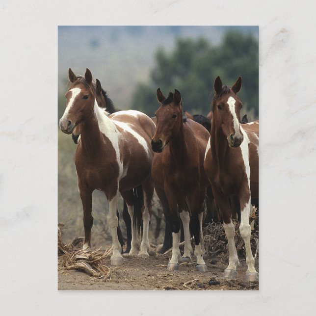 Wild Mustang Horses 7 Postcard (Front)