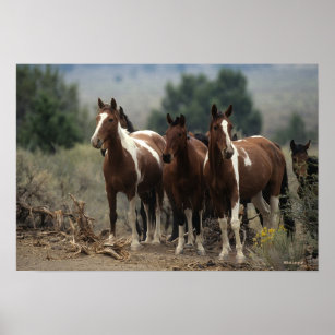 Wild Mustang Horses 7 Poster