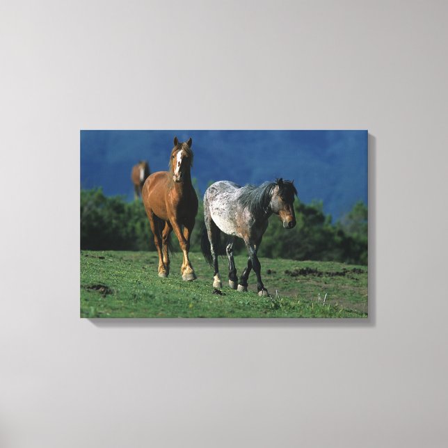 Wild Mustang Horses Canvas Print (Front)